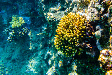 Colonies of the corals (Acropora) at coral reef in Red sea
