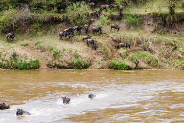 Wildebeests (Connochaetes) crossing Mara river at the Serengeti national park, Tanzania. Great migration. Wildlife photo