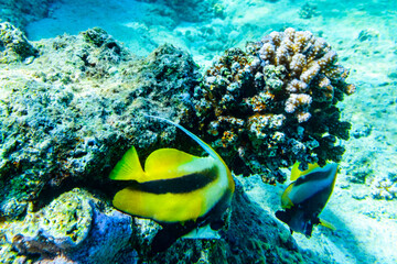 Colonies of the corals and Heniochus fish at coral reef in Red sea