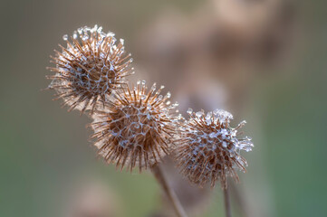 an blossom of a burdock in autumn