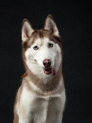 portrait of funny husky studio shot