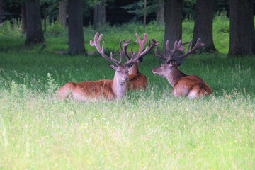 A close up of a Red Deer in the countryside