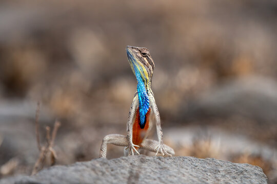 Sarada superba, the superb large fan-throated lizard, is a species of agamid lizard gives a superb display of dewlap in order to attract the female during the mating season