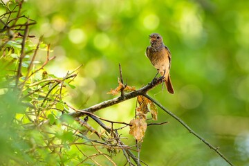 The common redstart, a young male bird, perched on a little branch with dry leaves, vocalizing. Blurry green and yellow background. Sunny summer day in the nature.