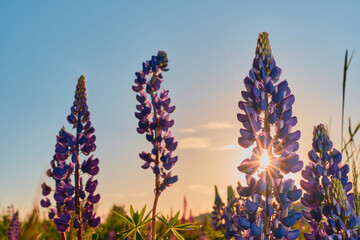 Summer wildflowers of lupine in a meadow at sunset. Purple flowers, the rays of the sun shine...