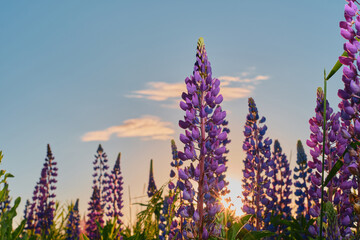 Summer lupine in the meadow against the background of the blue sky in the rays of the sun, purple...