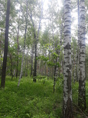 Obraz premium trees in the forest