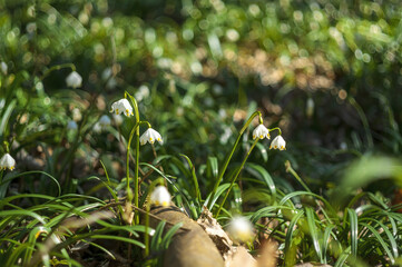 one blossom of a snowdrop in spring