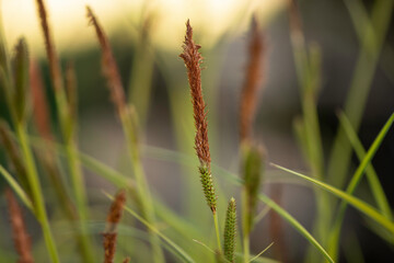 grass near a pond