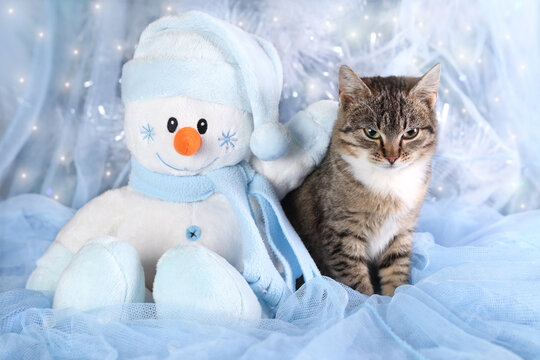 Cat sitting with a blue toy Snowman on a blue background under the Christmas tree. Kitten close up. Little cat in winter. Merry Christmas. Happy New Year greeting card. 2023. Shiny stars 
