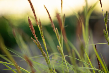 grass near a pond