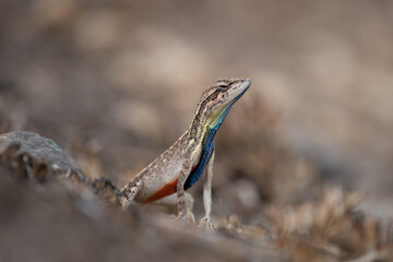 Sarada superba, the superb large fan-throated lizard, is a species of agamid lizard gives a superb display of dewlap in order to attract the female during the mating season