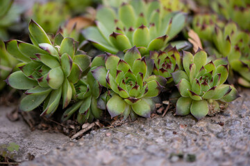 close up of a succulent