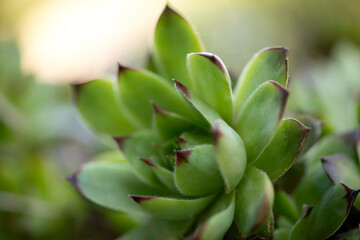 Fototapeta premium close up of a succulent