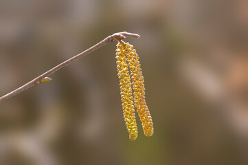 many brown hazelnut flowers on a branch