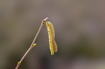 many brown hazelnut flowers on a branch