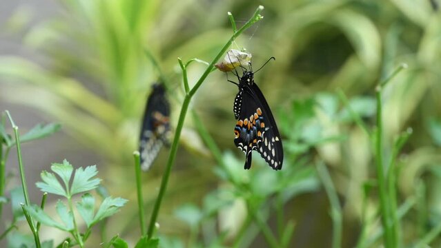 Black Swallowtail Butterfly