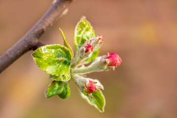 many blossoms on a branch of an apple tree