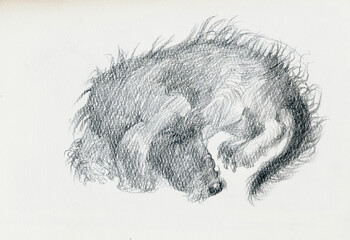 An hand drawn illustration, scanned picture - an dog, sleeping dachshund - pencil technique