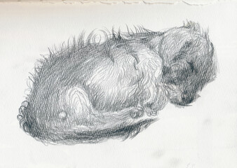 An hand drawn illustration, scanned picture - an dog, sleeping dachshund - pencil technique