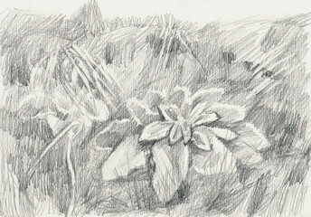 An hand drawn illustration, scanned picture - flowers, foliage - pencil technique