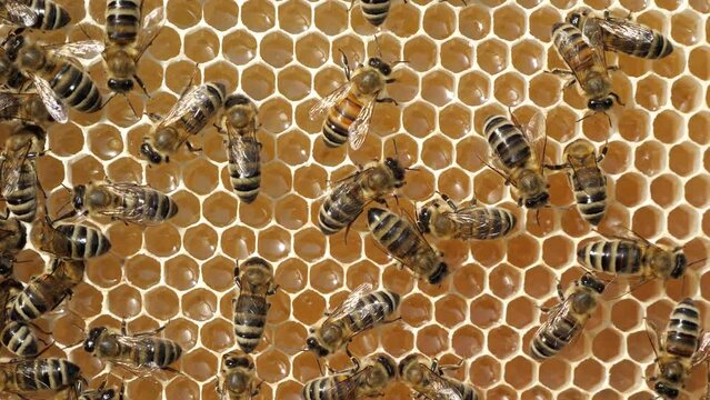 Beauty inside the hive. Bees transform nectar into honey.