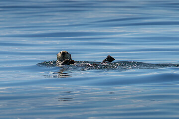 Fototapeta premium Sea Otter Resting