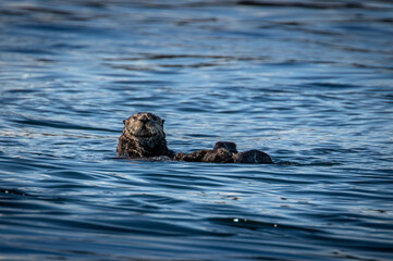 Fototapeta premium Inquisitive Sea Otter