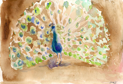 An hand drawn illustration, scanned picture - peacock - watercolor technique