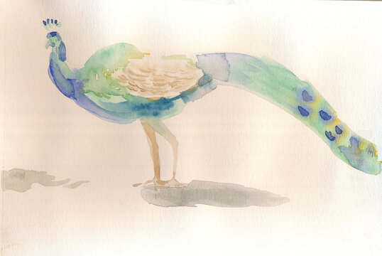 An hand drawn illustration, scanned picture - peacock - watercolor technique