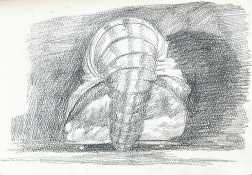 An hand drawn illustration, scanned picture - shell - pencil technique