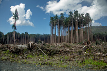 Logging Clear Cut