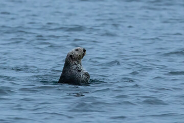 Sea Otter Looking Around