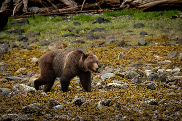 Brown Bear on the Shore