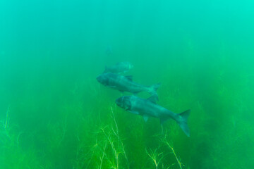 Bighead carp (hypophthalmichthys nobilis) deep down in a lake