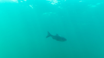 Bighead carp (hypophthalmichthys nobilis) deep down in a lake