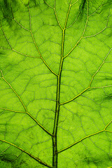 Texture, background of a leaf with curved lines of a perennial green plant Arctium close-up. Nature...
