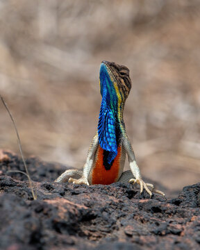 Sarada superba, the superb large fan-throated lizard, is a species of agamid lizard gives a superb display of dewlap in order to attract the female during the mating season