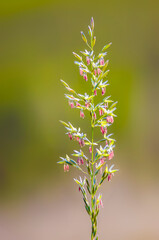 a green blossom of grass in summer