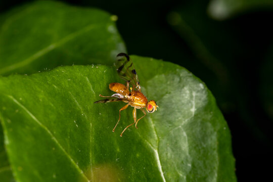 Sonnenblumen Fruchtfliege Strauzia longipennis makro