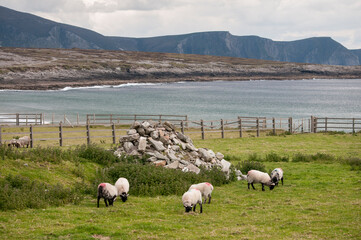 Fototapeta na wymiar sheeps grazing in the pasture