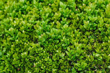 Background, texture of green leaves of evergreen boxwood. Photography of nature.