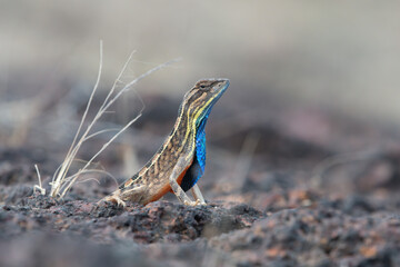 Sarada superba, the superb large fan-throated lizard, is a species of agamid lizard gives a superb display of dewlap in order to attract the female during the mating season