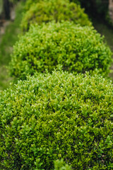 Beautiful background, close-up texture of green leaves, foliage of an evergreen bush in a row. Photo of boxwood.