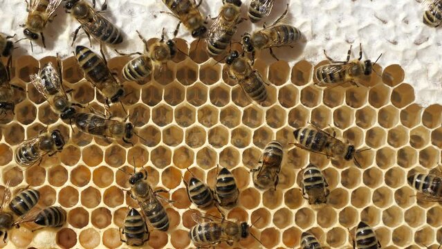 Life and reproduction of bees
Bees take care of larvae, their new generation.
