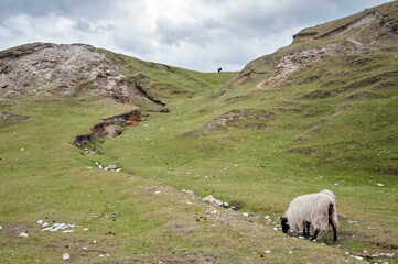 Irish landscape with sheeps