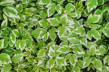 Leaves of ornamental green Aegopodium close-up in the garden. Photography of nature.
