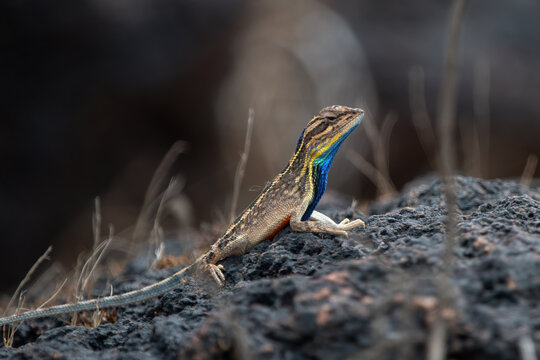 Sarada superba, the superb large fan-throated lizard, is a species of agamid lizard gives a superb display of dewlap in order to attract the female during the mating season