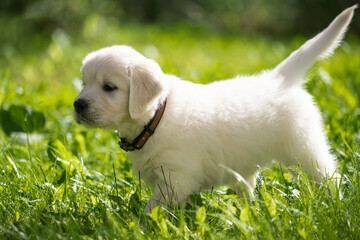 beautiful white golden retriever puppy outside on the grass