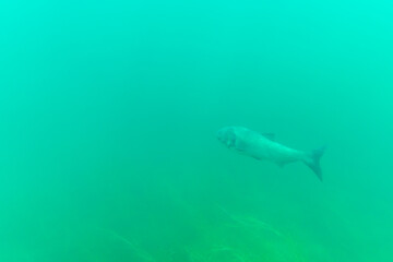 Bighead carp (hypophthalmichthys nobilis) deep down in a lake